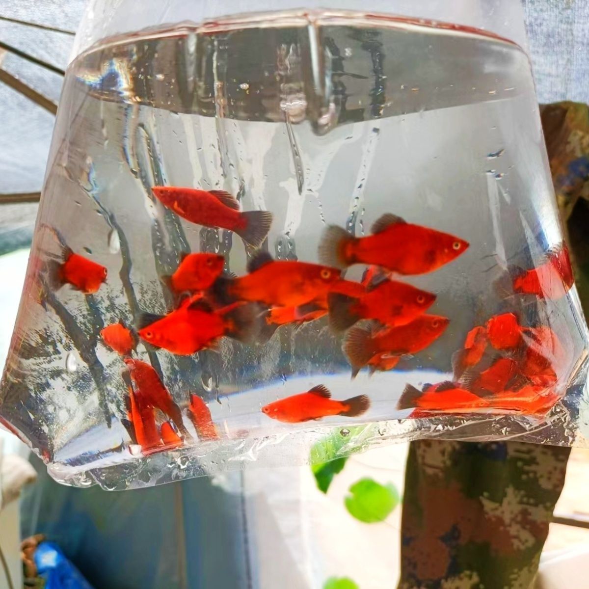 精品熊猫鱼好看好养胎生混养红色红月光鱼观赏小鱼米奇红球鱼