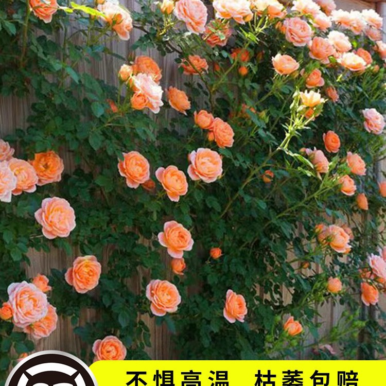 蔷薇花苗藤本月季特大花树爬藤植物阳台爬墙花卉玫瑰盆栽四季开花