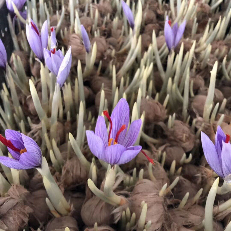 藏红花种球 番红花苗盆栽球根花卉西红花冬季食用耐寒盆栽