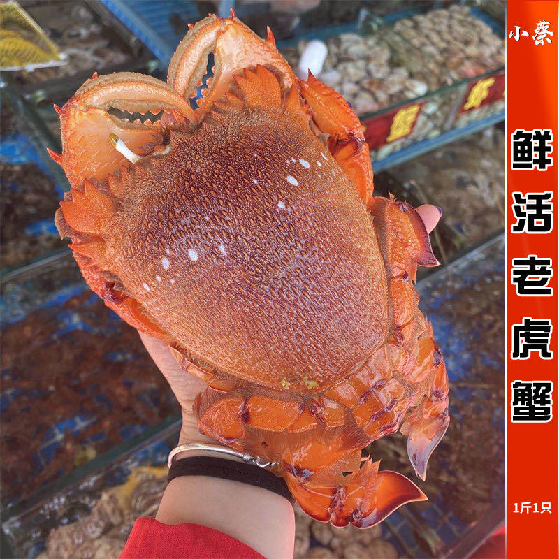 鲜活老虎蟹海鲜水产澳洲进口咖啡蟹贵妃蟹发财蟹新鲜虎头蟹1斤1只