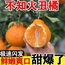 丑橘四川不知火新鲜整箱水果当季粑粑丑八怪柑橘耙耙桔子工厂代发