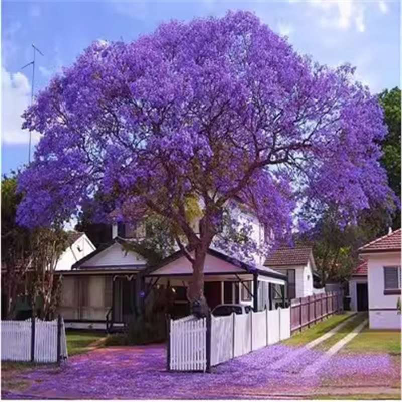 【跨境供货】蓝花楹种子 蓝花楹净籽 花色绚丽当年新种质优价廉量