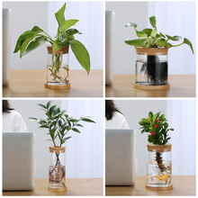 简约水培玻璃瓶绿萝水养植物微景观生态瓶水培植物瓶室内绿植花瓶