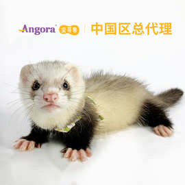 安哥鲁宠物貂安格鲁幼貂雪貂活物体幼崽小型懒人宿舍萌宠好养稀有