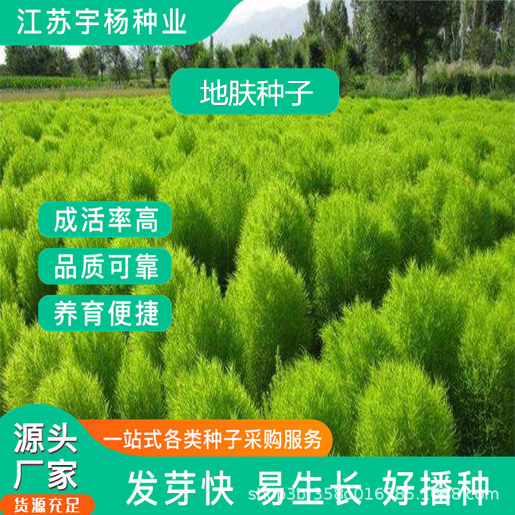 红叶地肤种子绿叶地肤苗地麦铁扫帚苗菜红地肤园林景观花海种子