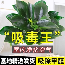 金钻盆栽绿萝箩室内植物花卉水培绿植吊兰好养多肉新房吸除去甲醛