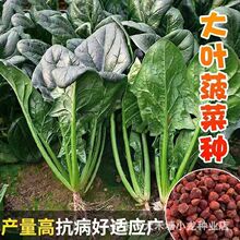 大叶菠菜种子抗病耐热红根菠菜种籽四季农家菜园阳台盆栽菠菜种子