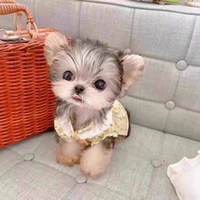 香港发货飞耳白色黑银椒盐色雪纳瑞幼犬纯小体约克夏茶杯犬宠物狗