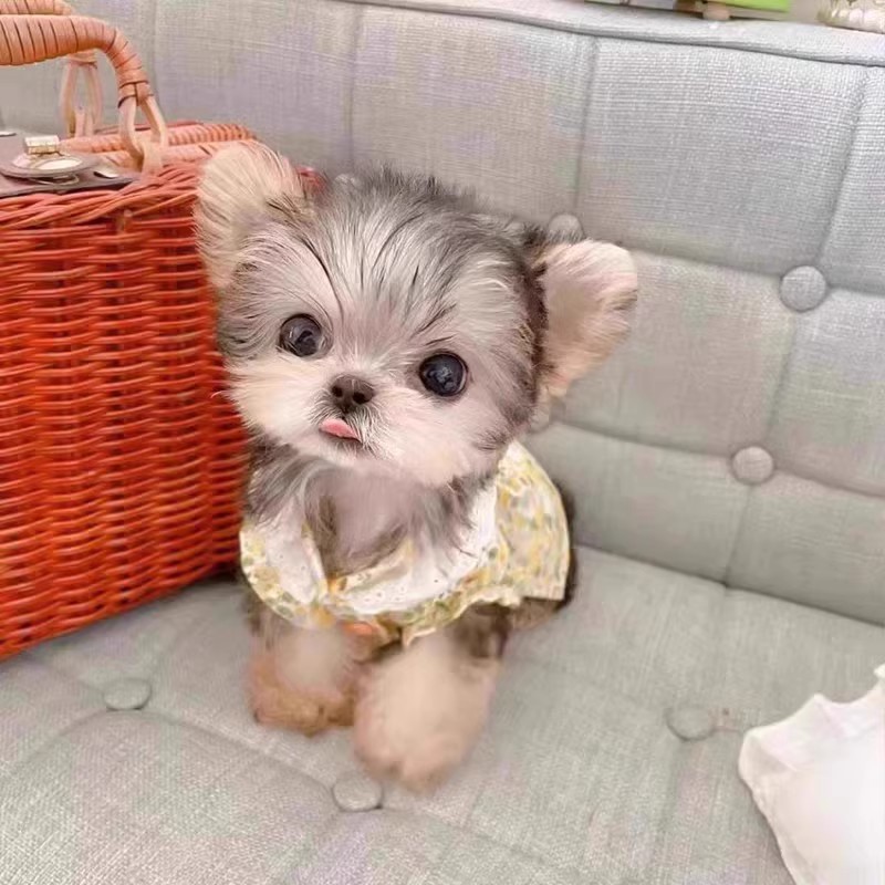 约克夏幼犬纯种活体约克夏犬幼崽金头银背金色茶杯体约克夏宠物狗