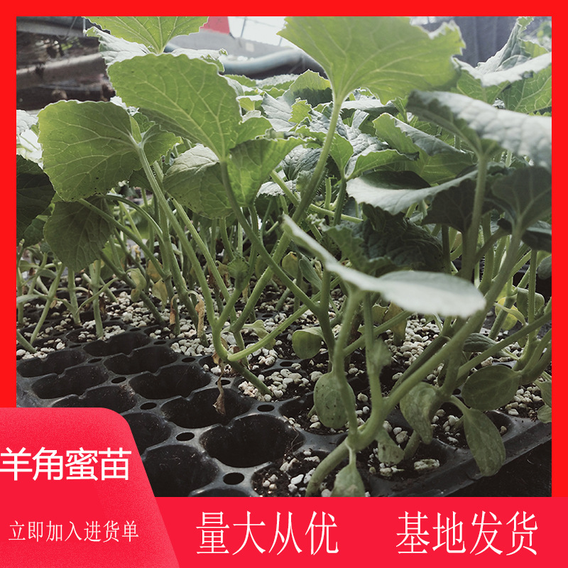 锦玉羊角蜜甜瓜苗应季果苗农田菜园可嫁接甜瓜种苗阳台盆栽苗