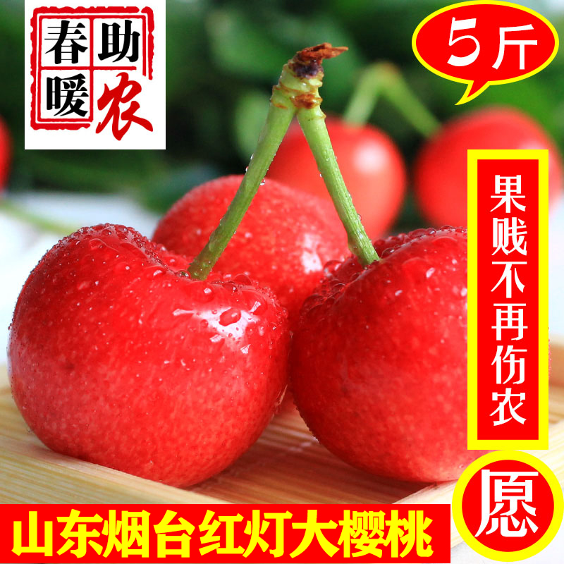 山东烟台红灯大樱桃现摘露天拉宾斯包邮车厘子3斤5斤