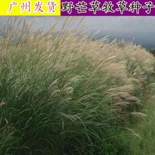 饱满度细叶芒一斤,野芒草1斤装,野芒草半斤装,护坡草籽一斤,细叶芒