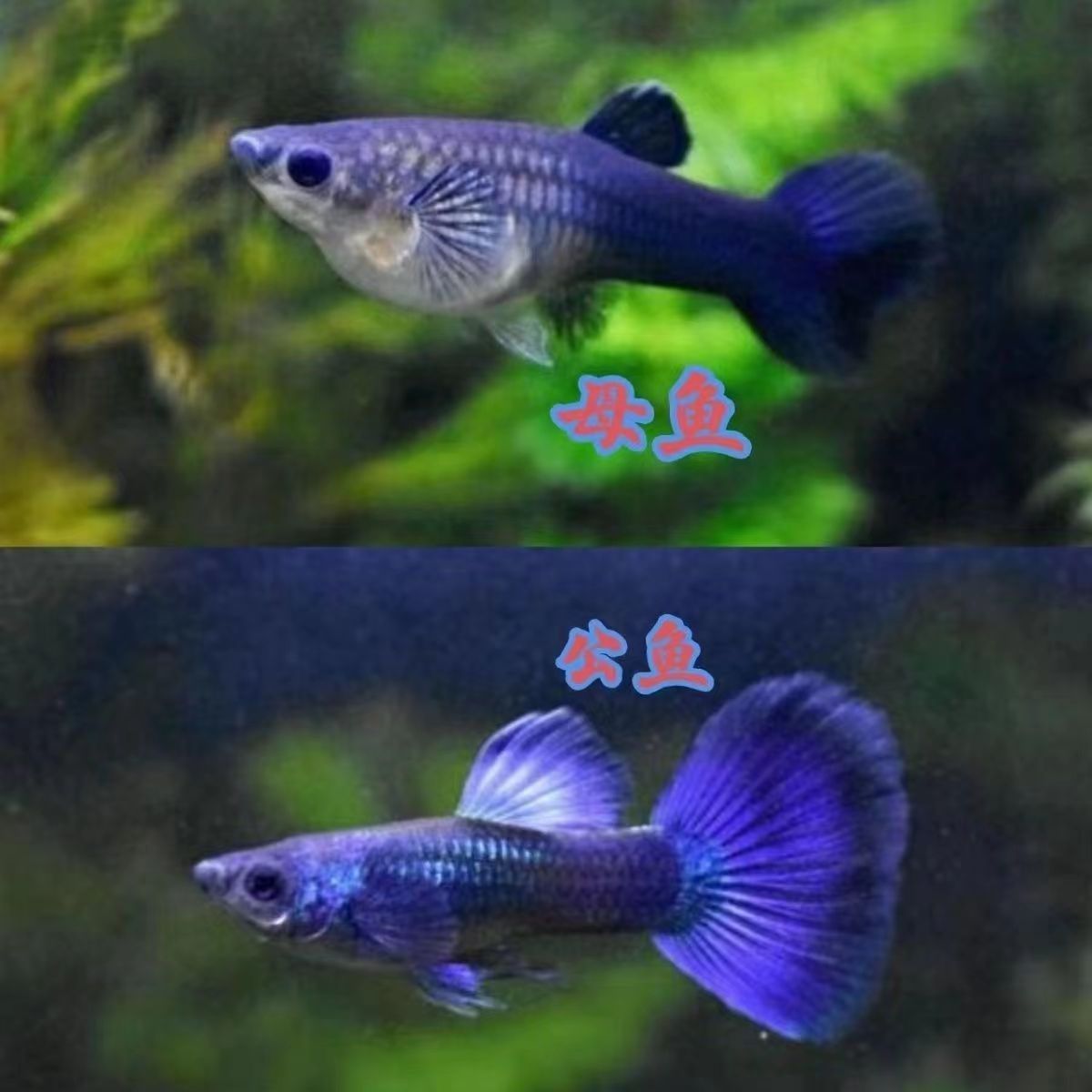 冰蓝孔雀鱼墨兰纯种孔雀鱼蓝礼服小型热带鱼珊瑚蓝尾胎生鱼包邮