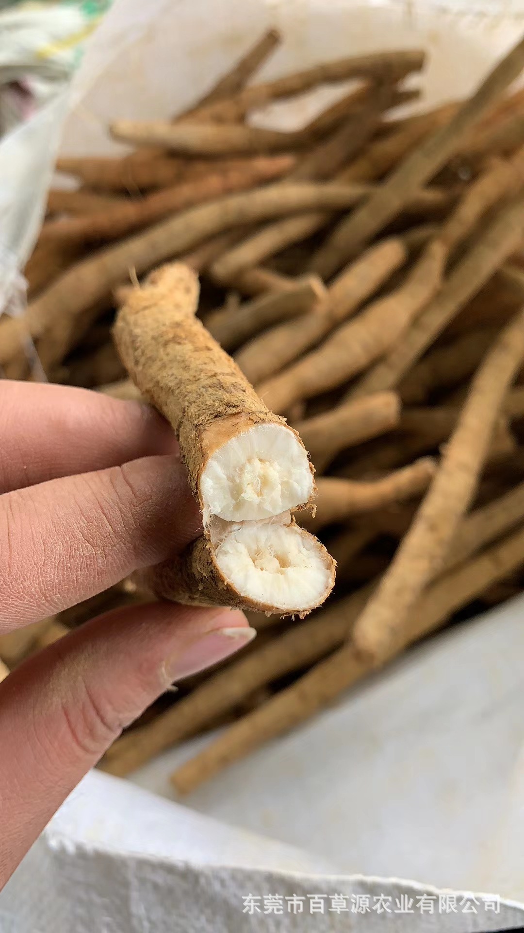 新鲜牛大力薯鲜货 大叶粉质牛大力薯批发中药材牛古大力煲汤泡酒