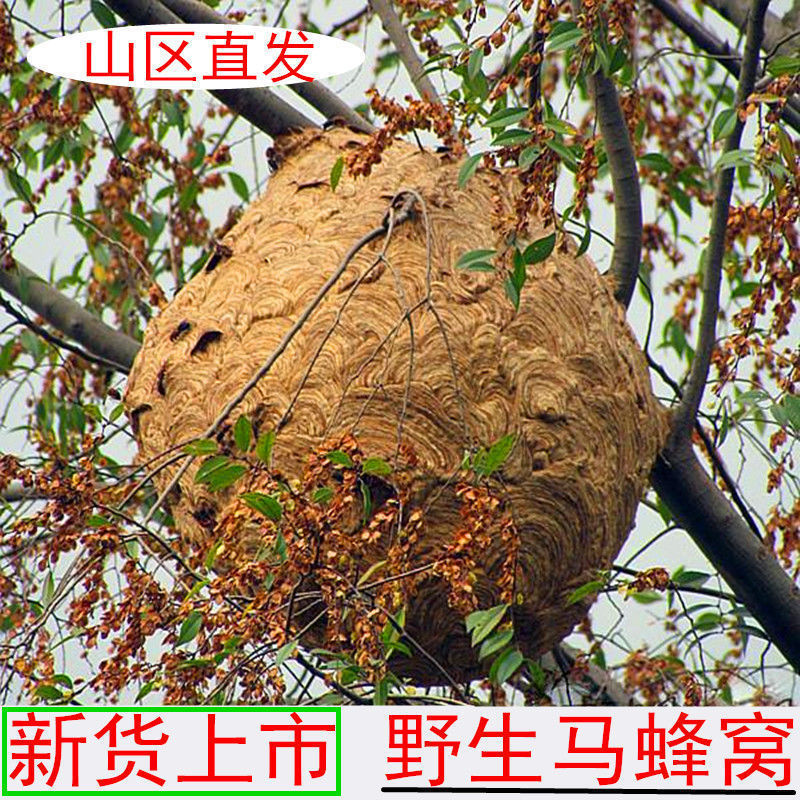 马蜂窝野蜂窝露蜂房100g 大黄蜂胡蜂灸蜂房干蜂巢 蚂蜂窝新货真货
