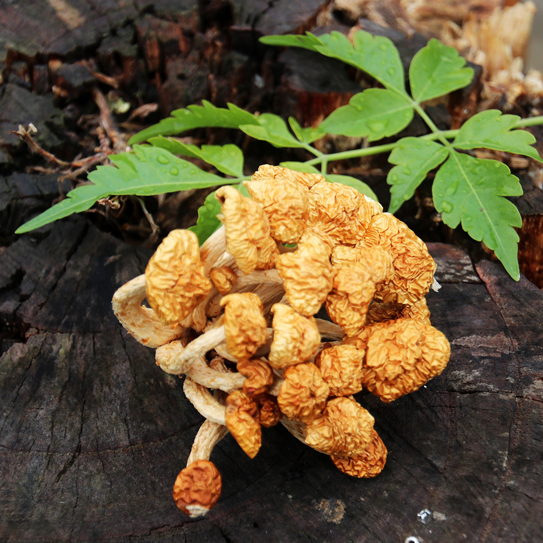 【津鸣】福建古田滑子菇 食用菌产地直发农家滑子菇一袋125g装