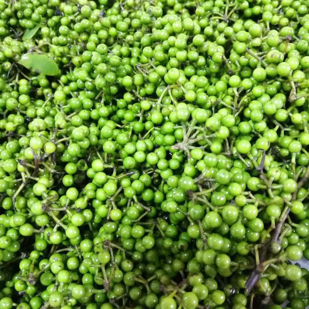 山胡椒新鲜现货现发山胡椒江西野生木姜子山苍子木浆子酱子包邮办