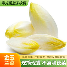 金玉兰菜新鲜芽球软化菊苣凉菜沙拉酒店特采配菜生吃即食蔬菜顺丰