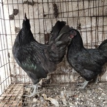乌鸡苗土鸡农家散养五黑鸡乌骨鸡 活体五黑一绿成年鸡价格
