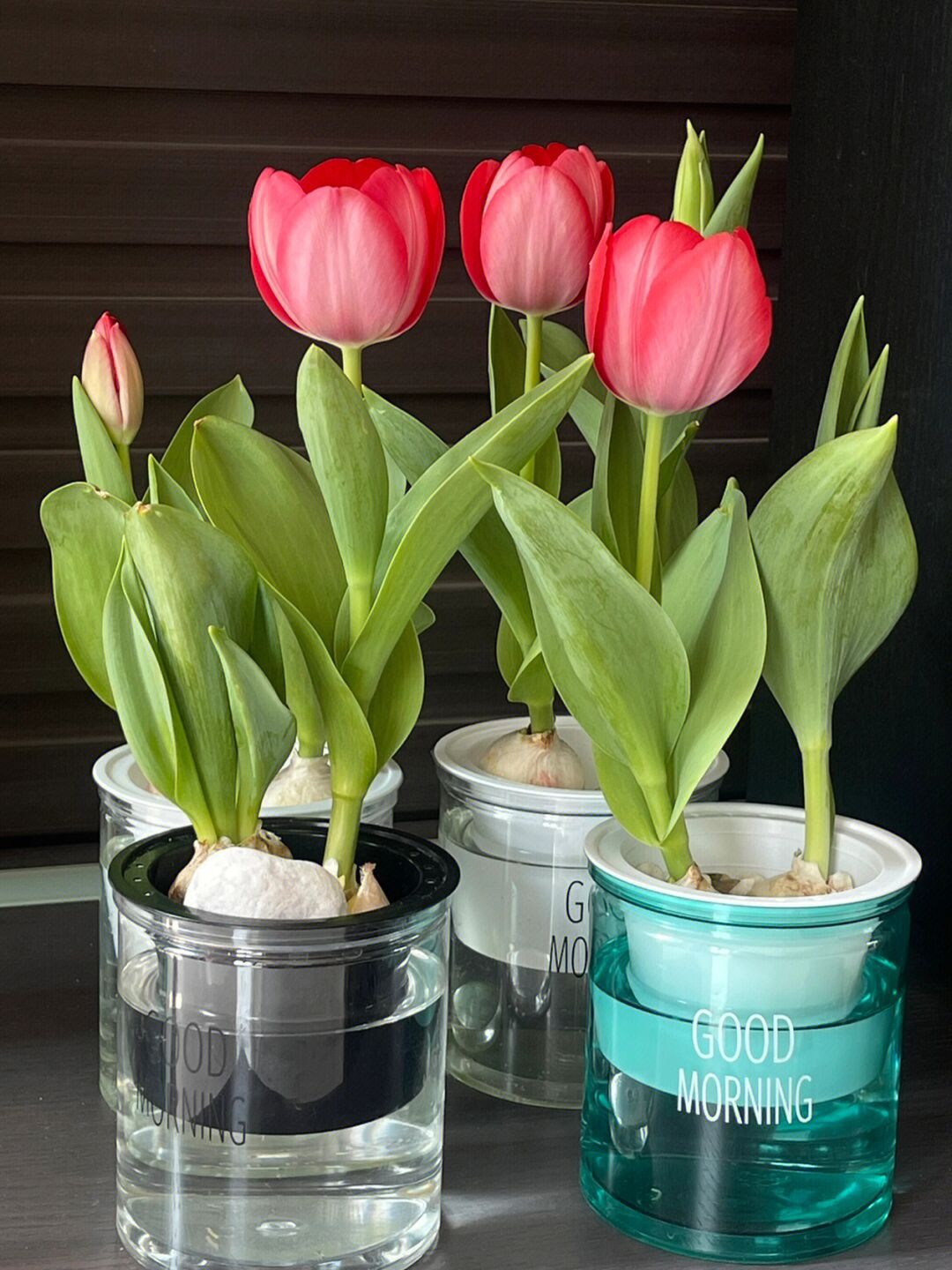 进口水培郁金香种球5度球重瓣盆栽水养四季开花好活土养阳台花种