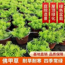 佛甲草黄金地被植物可四季观叶盆栽庭院假山绿化屋顶隔热耐热耐寒