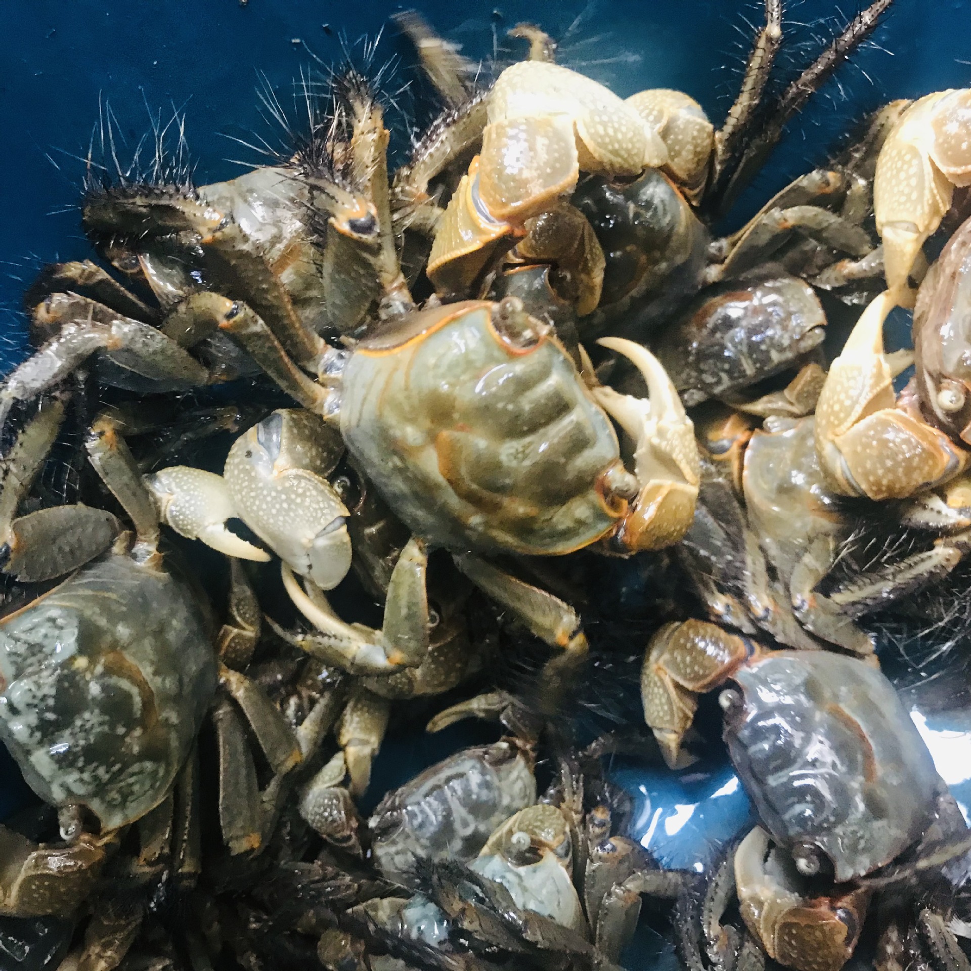 相手蟹批发将军蟹观赏蟹活体淡水螃蟹水族宠物桌面宠物爬宠寄居蟹