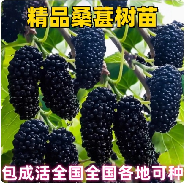 果桑苗树莓苗桑葚苗地栽盆栽养蚕四季果树苗南方北方种植桑树树苗