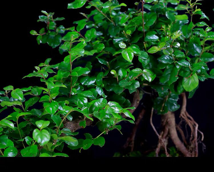 小叶雀梅盆景树桩悬崖造型山水假山盆景植物老桩室内客厅绿植盆