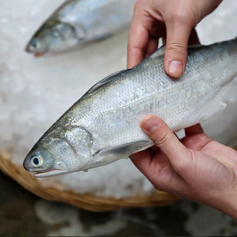 东山海鲜午鱼海鲜水产深海鱼午鱼鲜活速冻独立包装