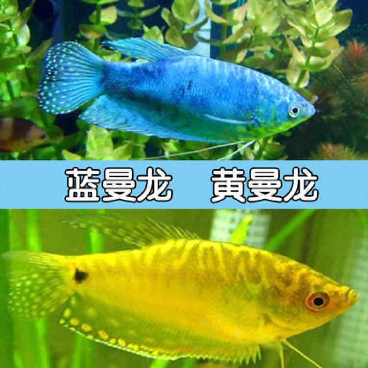 蓝曼龙 黄曼 曼 水族活体 淡水活体上海上海银河宠物及园艺观赏鱼
