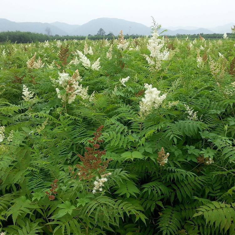 丛生珍珠梅 珍珠梅规格齐全 珍珠梅苗观花植物 工程绿化苗木