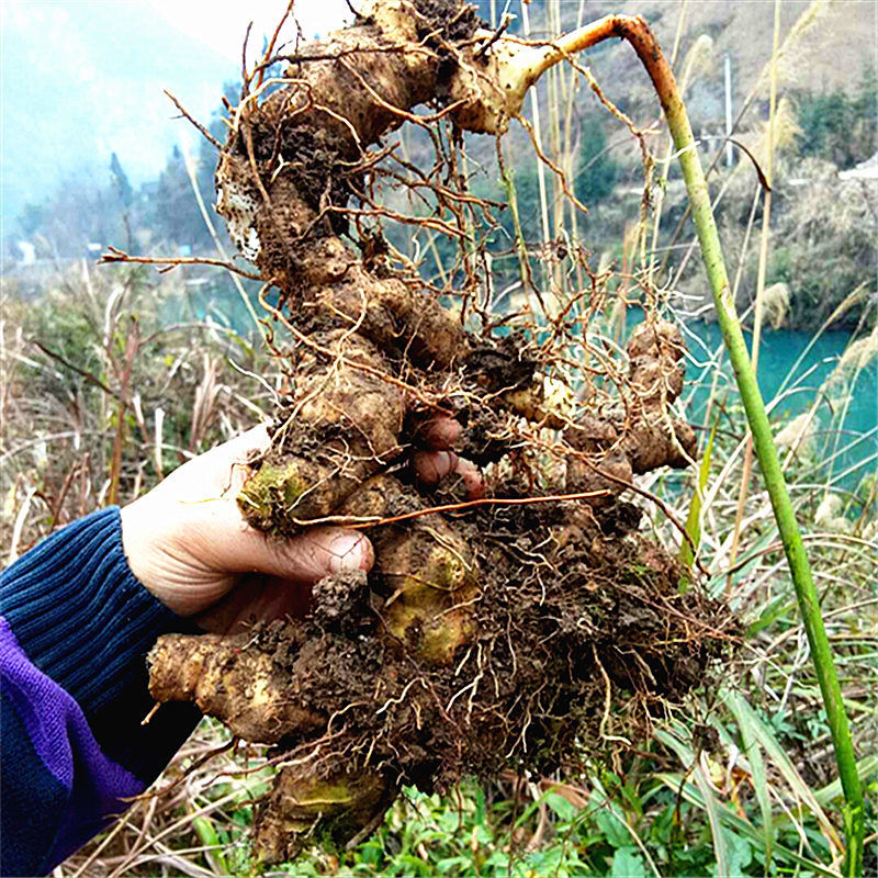 黄精2斤老虎姜多花黄精现挖新鲜可种植传统滋补药