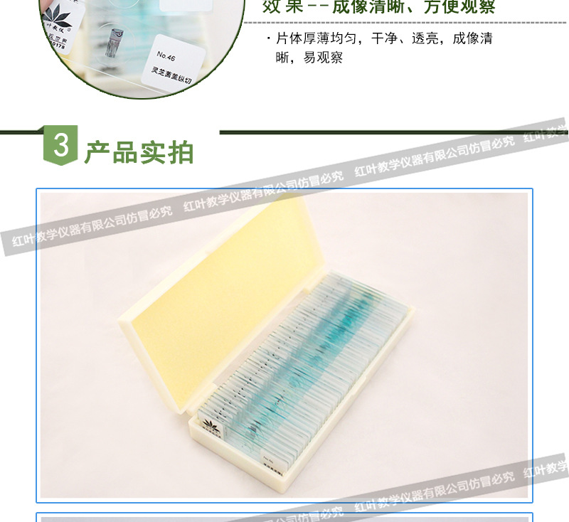 桔梗根横切 生物切片 植物类标本 显微镜儿童学生科学实验