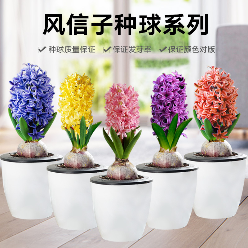 风信子种球水养土培套餐冬季水培带芽耐寒易活花卉盆栽植物室内花