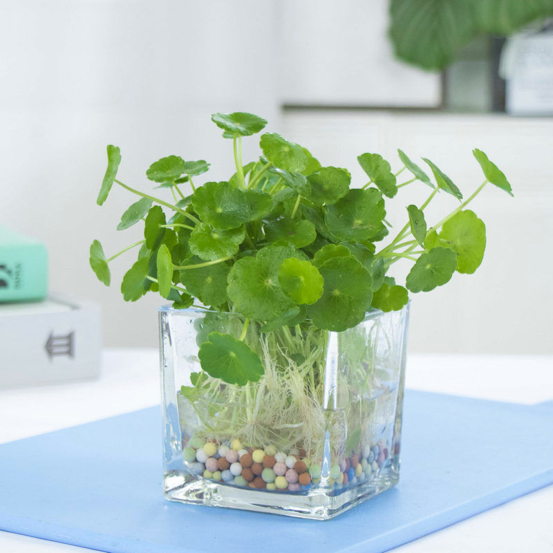桌面盆栽创意水培植物铜钱草套装水养绿植金钱草室内花卉四季常青