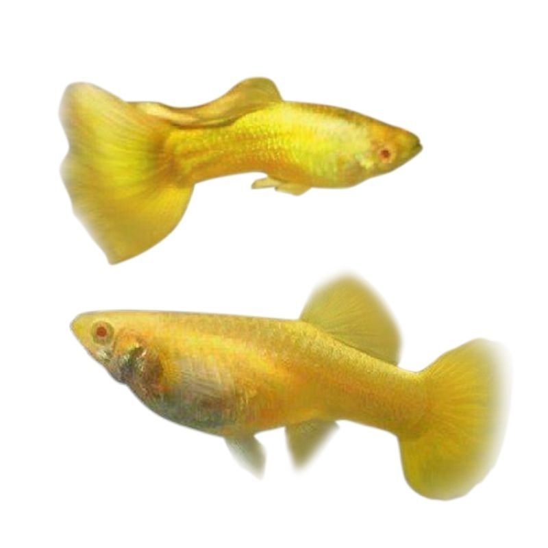 黄金孔雀鱼活体热带鱼小型鱼黄孔雀鱼火炬观赏鱼报损免包装-阿里巴巴