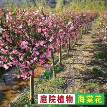 高杆西府垂丝北美海棠花苗地栽盆栽庭院海棠树植物耐寒花卉木本花