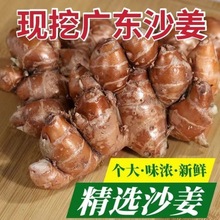 沙姜5斤新鲜广东白切鸡配料广东批发正宗半斤新鲜种子独立站厂家