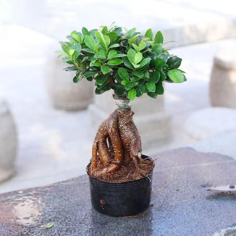金钱榕树翠绿小叶榕苗木造型盆栽大叶人参榕易活提根绿植大树