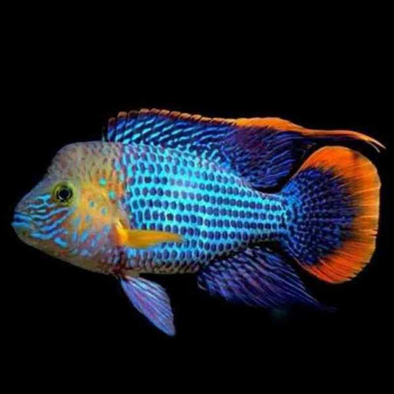 地图鱼财神鱼蓝宝石红宝石热带鱼好养卵生观赏鱼