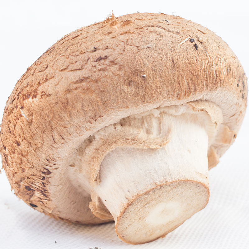 野生坝上干蘑菇