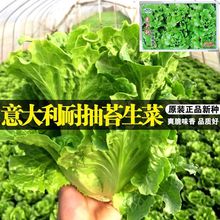 意大利生菜种子 耐抽苔种籽阳台专用四季播蔬菜生菜种籽