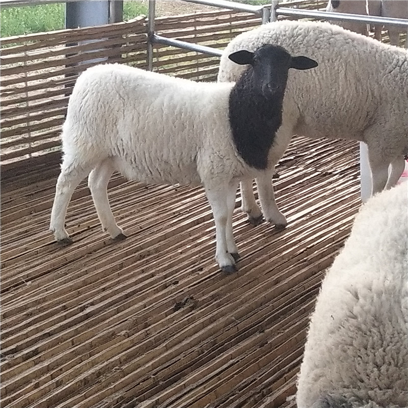 夏洛莱绵羊 夏落莱羊 夏落来羊 夏洛来羊价格及图片