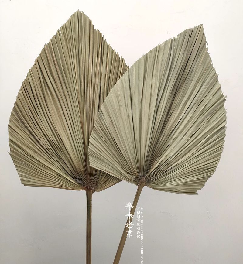 蒲扇叶 棕榈叶干花 蒲葵软装空间婚庆场地氛围布置设计 拍照道具
