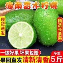 香水柠檬奶茶专用8个1斤海南应季广东新鲜水果无籽店一件代发跨境