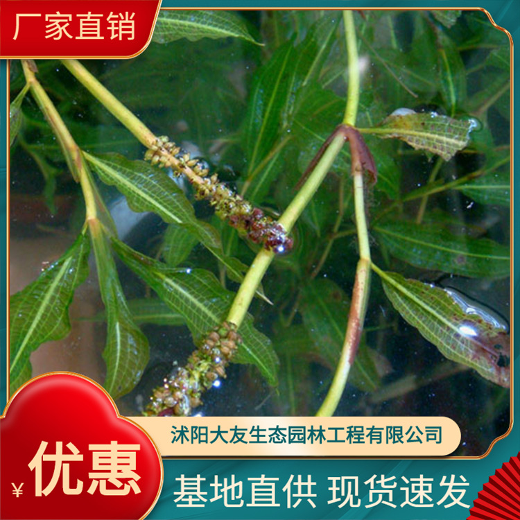 苗木基地直供光叶眼子菜 水生花卉 花叶芦竹 水生植物 量大优惠