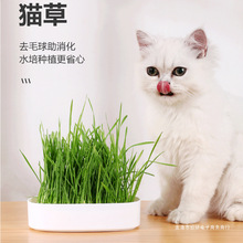猫草盆栽小麦种子育苗盘无土水培化毛草猫薄荷自已种好幼猫咪零食