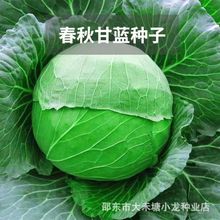 春秋甘蓝种子原厂彩包卷心菜包菜阳台庭院大田四季播农家蔬菜种籽