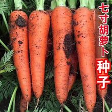 三红五寸参胡萝卜种子三寸胡萝卜种子甜脆红萝卜三红萝卜秋季