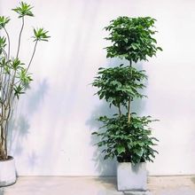 客厅旺宅绿植幸福树盆栽大棵绿宝造型室内大型网红植物一件代发